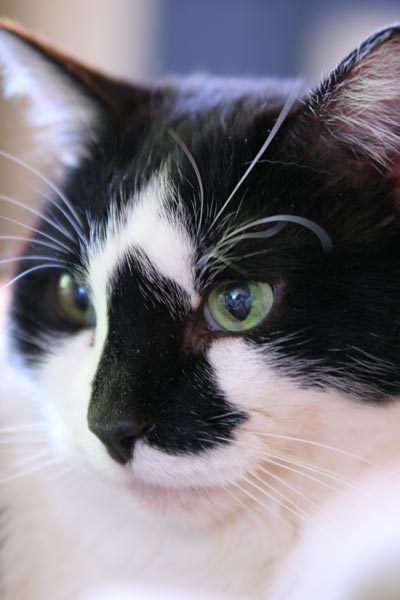 Sylvester