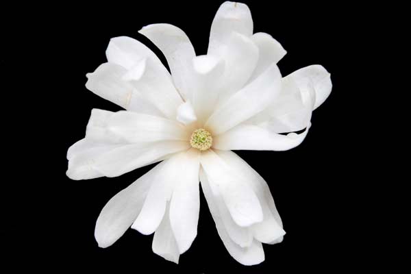 Magnolia Bloom.