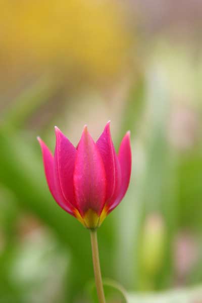 Vivid Tulip